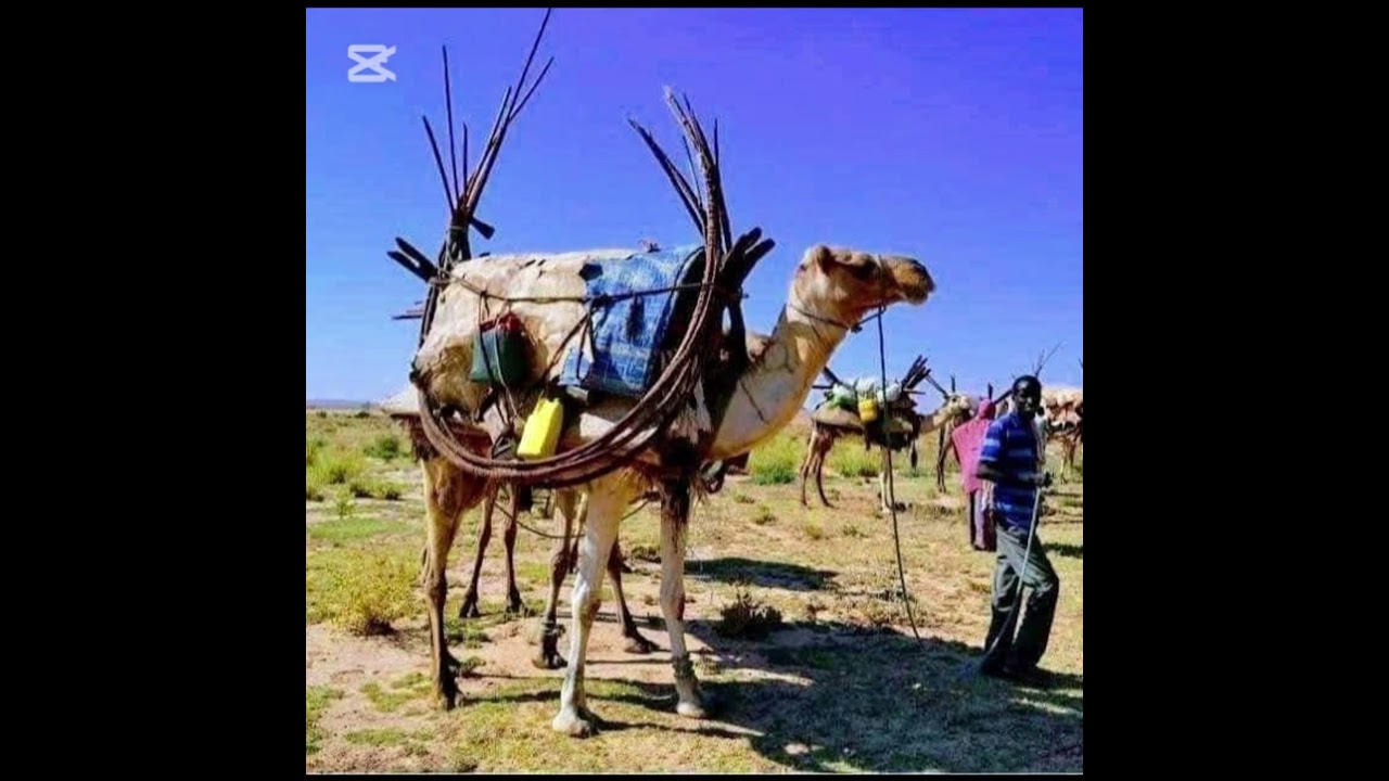 Gabayadii taariikhda Galay ee dib u heshiisinta aha  mukeeyla iyo ceel Cali Abwan suufi khalaf