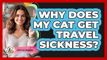 Why Does My Cat Get Travel Sickness? - Happy Cat Handbook