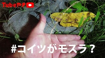 モスラ Youtube