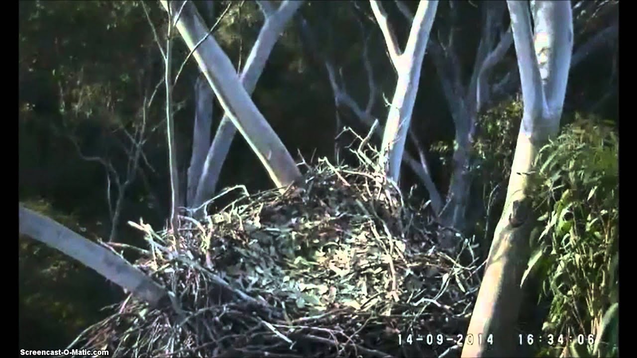 Sea Eagle Cam, Sydney, Australia, 14 09 2014 The nest surroundings