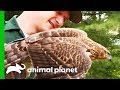 Conservation Officer Rescues Hawk Trapped In Basement | North Woods Law