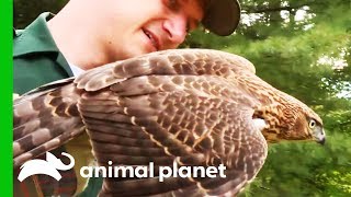Conservation Officer Rescues Hawk Trapped In Basement | North Woods Law