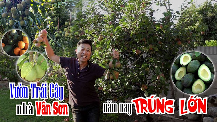 VAN SON 😊 Vuờn Trái Cây Nhà Vân Sơn Năm Nay Trúng Lớn @VanSonBolero