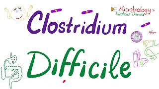 Clostridium difficile (Pseudomembranous Colitis) | Microbiology 🧫 & Infectious Diseases