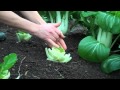 Cut-and-come-again harvesting pak choi