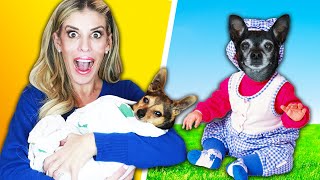 Treating our Dogs Like Our New Baby for 24 Hours