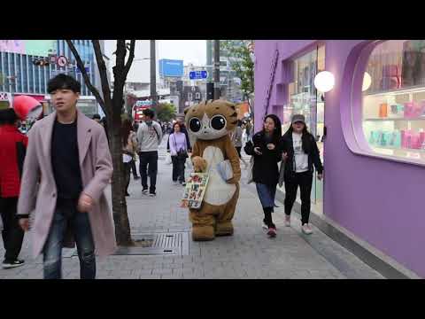 JHKTV] shin chon special <strong>cat</strong> Good luck to <strong>all</strong> 신촌 명물고양이모두에게 행운을