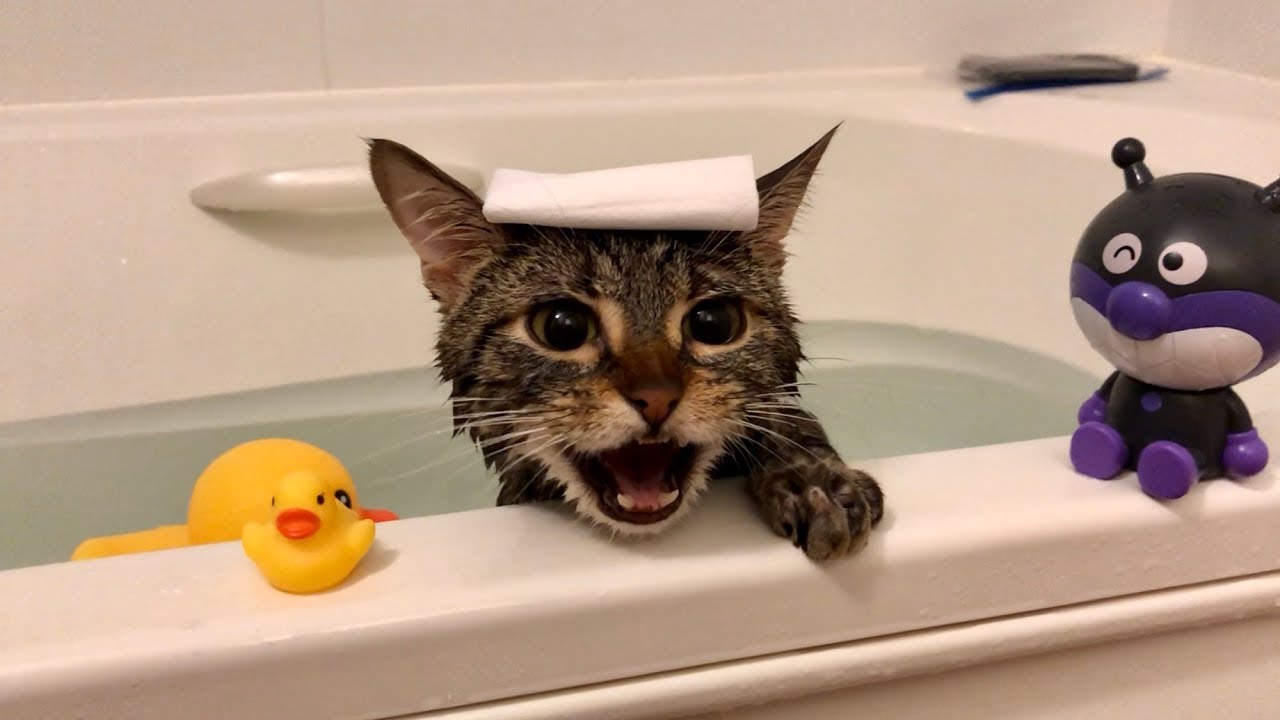 お風呂に入りたい猫の様子がかわいい 肉球ドットコム 299 Com