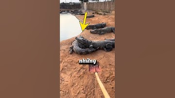 Cá Sấu Cực Kỳ Sợ Thứ Này 🐊😨 #shorts