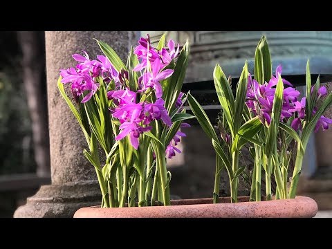 Bletilla Striata Urn Orchid Farmergracy Co Uk Youtube