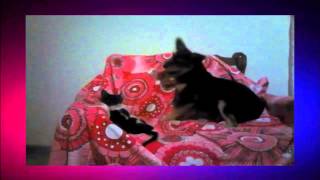 Puppy and kitten playing by Did you know that ? 7 views 8 years ago 1 minute, 2 seconds