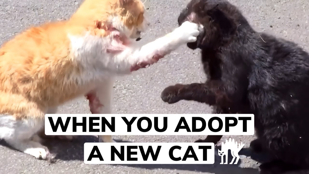 CAT DADDY GET ADVICE BEFORE ADOPTING A SECOND CAT YouTube cat-daddy-get-advice-before-adopting-a-second-cat-youtube