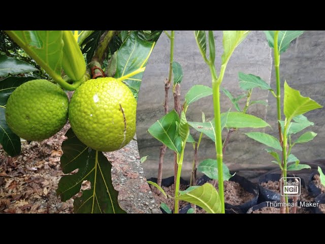 how to grow breadfruit tree from rootsu0026best way to grow dwarf tree/breadfruit tree germination class=
