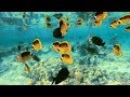Pick Albatros Sea World/Marsa Alam/Diving/Snorkeling