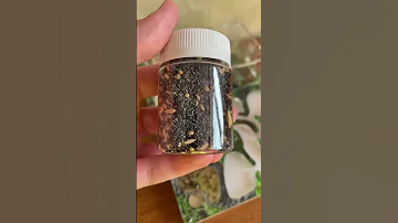 У муравьёв закончились семена 🌱 #муравьинаяферма #муравьи