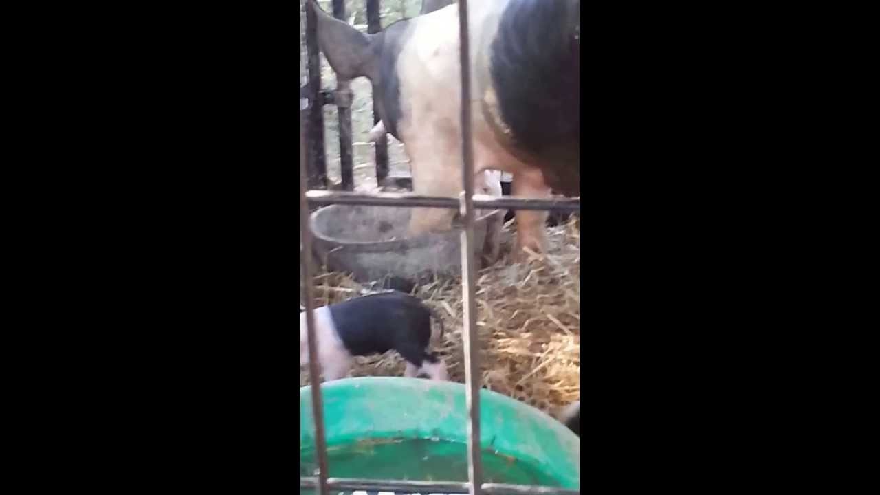 video phone beyonce mp3 Baby piglets playing a must see.....so cute