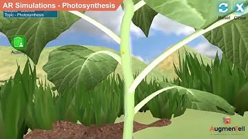 AR Simulations  Photosynthesis