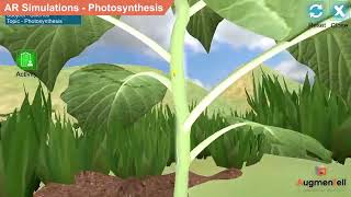 AR Simulations  Photosynthesis