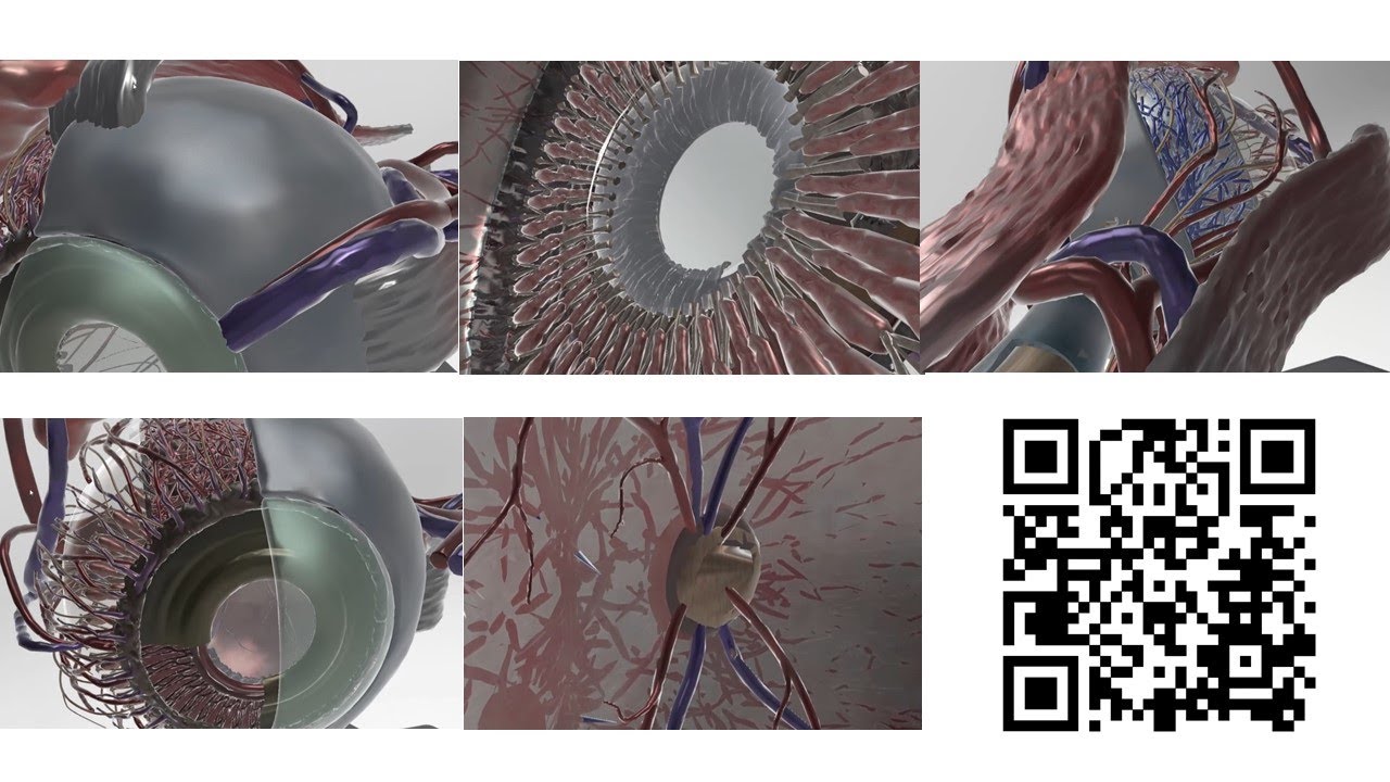 A detailed virtual reality application of the human eye anatomy - YouTube