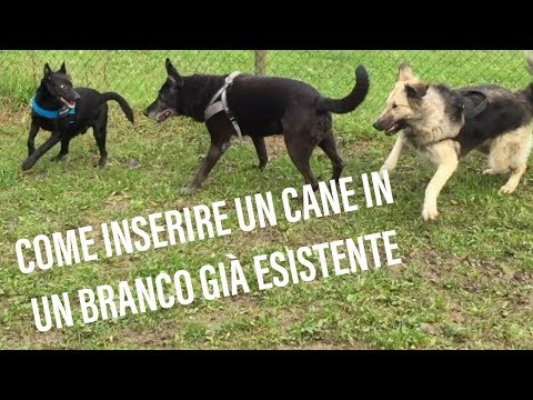 Video: Come Inserire Un Cane In Una Cerniera