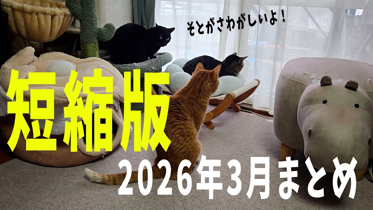 Short Version] Summary of 4 Cats - March 2026: Exterior Wall
