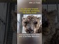 Injured snow leopard rescued after wandering into Gansu home