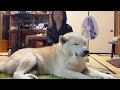 激しい雷の日、大好きな母が無事帰ってきて喜び安心する柴犬