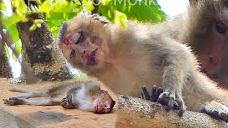 Oh My God Pitiful Monkey Monkey Sad