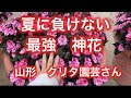 【夏に負けない最強花サンパチェンス】絶対に買っておきたい神花　春から秋まで楽しめる一株でこんもり、もりもり。