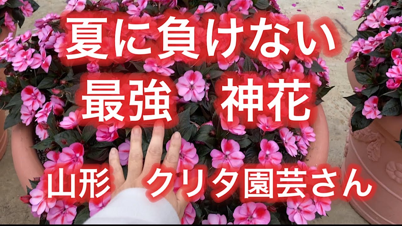 【夏に負けない最強花サンパチェンス】絶対に買っておきたい神花　春から秋まで楽しめる一株でこんもり、もりもり。