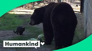 Cat wanders into zoo's bear exhibit and this happened
