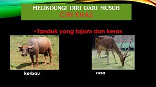 sains proses hidup haiwan tahun 5 01