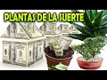 5 PLANTAS DE LA SUERTE que debes tener