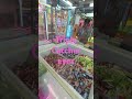 Amazing E-claw Machine triple Catcher Eyes failed #trend#eclawmachine#tripleEyes#catcher#shorts