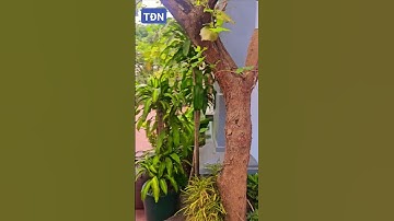 Có nên trồng cây Dâu trước cửa nhà #tamdaonui