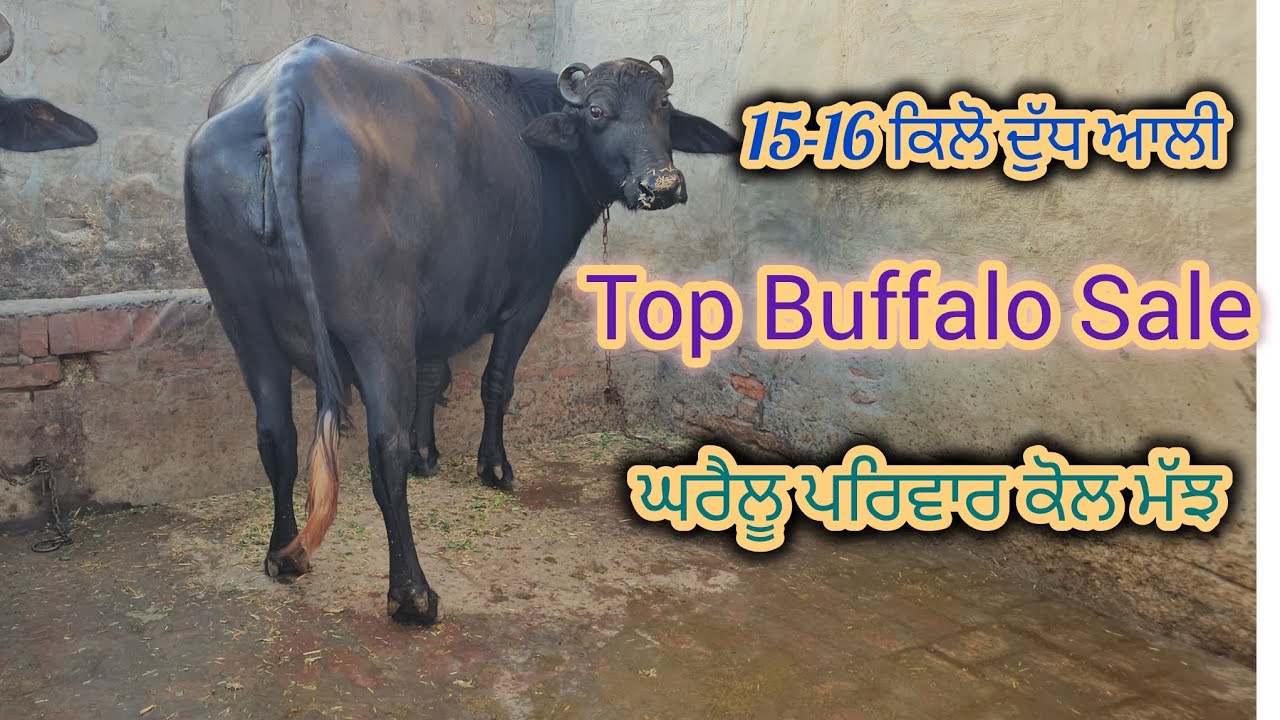 One Buffalo Sale kissan kol 👉ਘਰੈਲੂ ਪਰਿਵਾਰ ਕੋਲ ਮੱਝ ਤਿਆਰ ਬਹੁਤ ਸੋਣੀ ਝੋਟੀ ਮਿਤੀ 27-12-2025