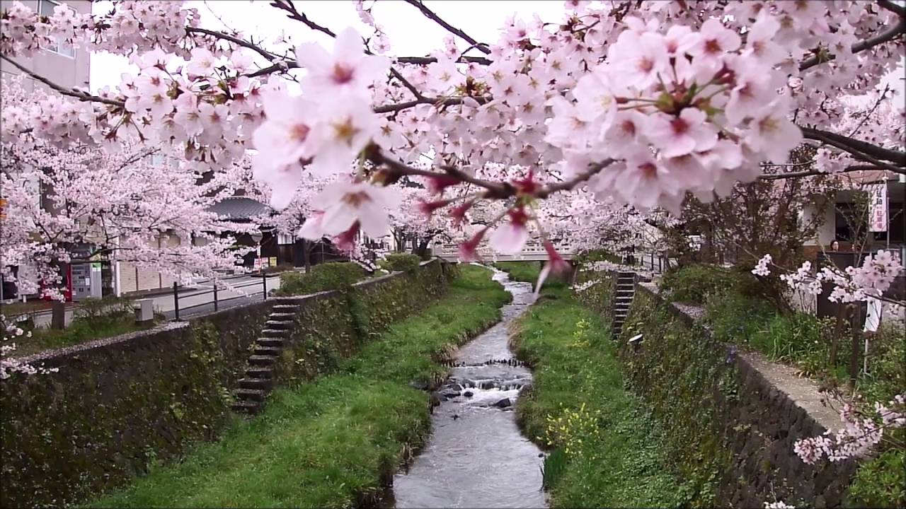 桜流れる川 一の坂川 山口市 Youtube 桜流れる川 一の坂川 山口市 Youtube