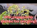 What message is this elephant foot yam giving?