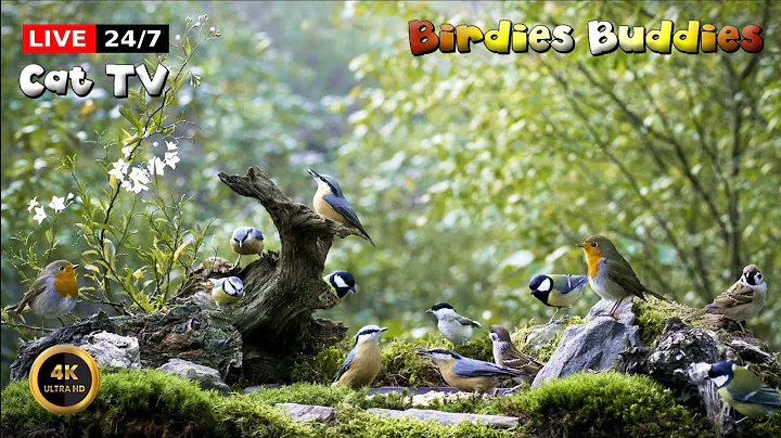 Video 10939321: forest, cat pets love, cat living, petted enjoying