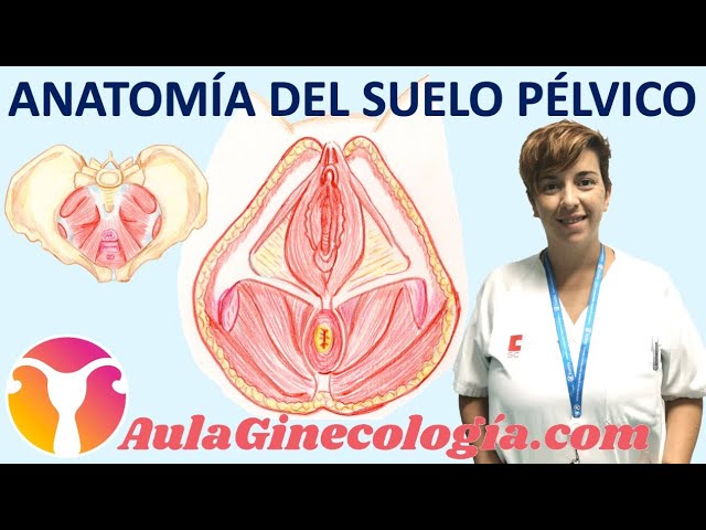 ANATOMÍA DEL SUELO PÉLVICO: PELVIS ÓSEA, MUSCULATURA