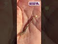 【キス釣り】激渋キス越冬ギスに効果抜群!発光玉とエサ付けの必釣テク!