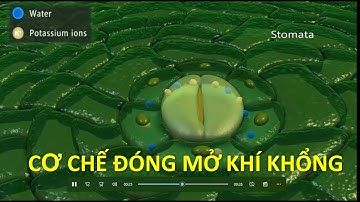 Cấu tạo và cơ chế đóng mở tế bào khí khổng