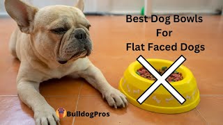 Top Rated Dog Bowls For Flat Faced Dogs
