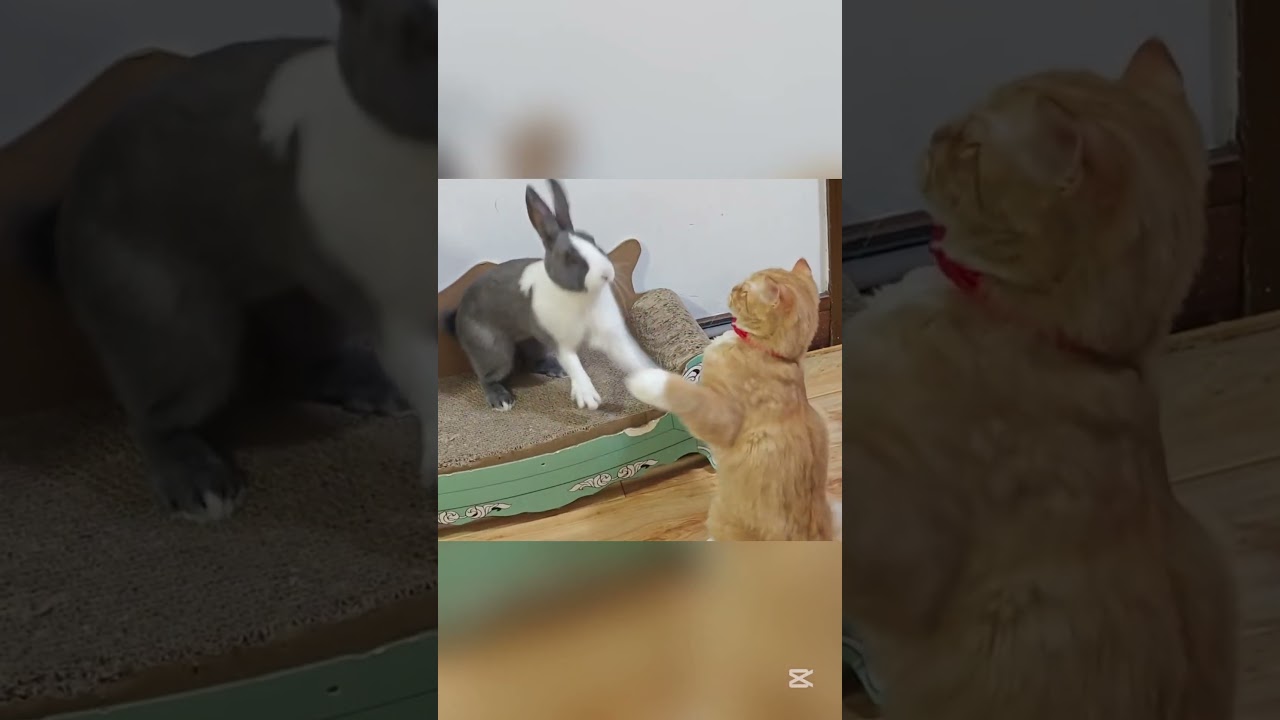 Rabbit And Cat Fight 