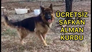 Ucretsiz Safkan Egitimli K9 Alman Kurt Kopegi Youtube