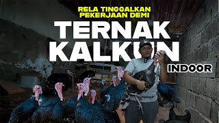 Usaha Ternak Kalkun yang Ternyata Gak Ribet dan Untungnya Tinggi ❗❗❗