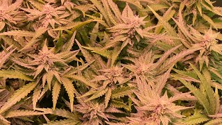 AQUAvalve, a simple device to keep your cannabis garden watered while you are out of town
