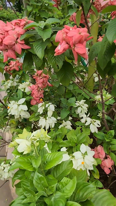 bunga nusa indah merah dan putih - colorful mussaneda flowers #nature #blooming #houseplants