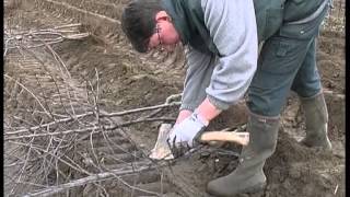 видео Выращивание саженцев плодовых деревьев