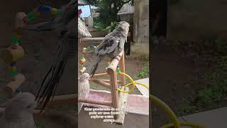 🐦🙃Por Que as Calopsitas Ficam de Ponta-Cabeça? #Calopsita #Curiosidade#CalopsitaFeliz #Passarinhos🐦